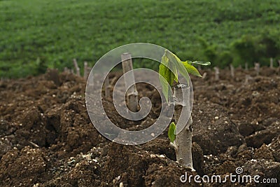 Cassava stem cuttings, seedlings of cassava are grown after planting Stock Photo