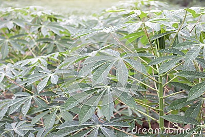 Cassava or Tapioca Fields with rain drops is growing. Stock Photo