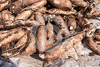 Cassava for tapioca flour industry, raw yucca tuber, pile of cassava Stock Photo