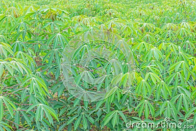 Cassava,Tapioca,plant field, surface texture leaves Stock Photo