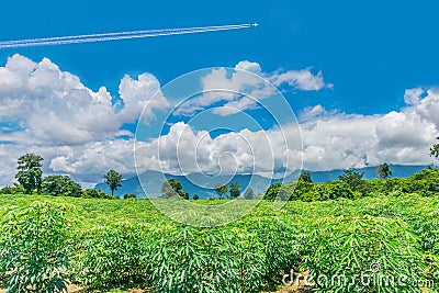 Cassava, tapioca plantation field with the beautiful sky and cloud in Thailand Stock Photo