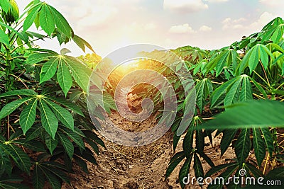 cassava tree in farm Stock Photo