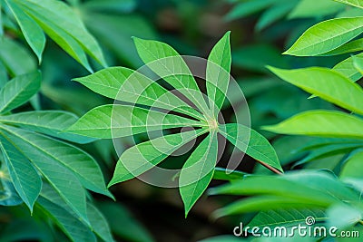 Cassava tree and leaf, cassava or yucca fields, tapioca plantation for background Stock Photo