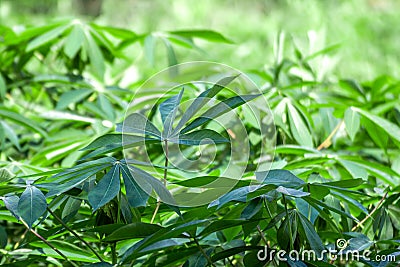 cassava tree and leaf cassava or yucca fields tapioca plantation for background Stock Photo