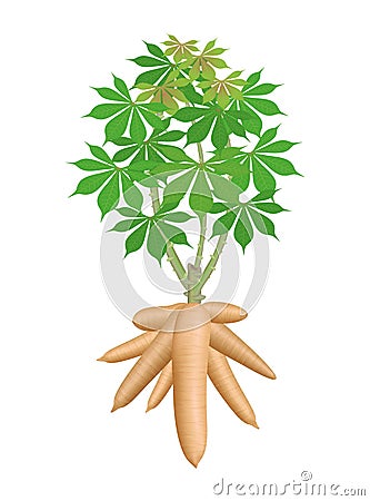 Cassava tree plant, cassava rhizomes isolated on white background, manioc cassava roots underground plants, cassava plantation Vector Illustration