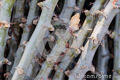 cassava tree for planting cassava stalk and young leaves for plantation cassava growing Stock Photo