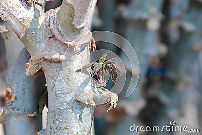 Cassava tree for planting, cassava stalk and young leaves for plantation, cassava growing Stock Photo