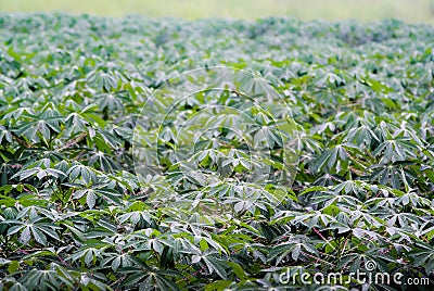 Cassava tree with rain drop Stock Photo