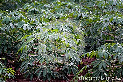 Cassava tree with rain drop Stock Photo