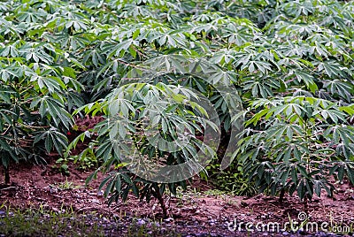 Cassava tree with rain drop Stock Photo