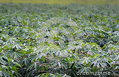 Cassava tree with rain drop Stock Photo