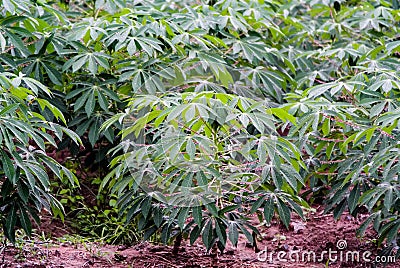 Cassava tree with rain drop Stock Photo