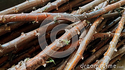 Cassava tree trunk, pile of fresh cassava tree trunks, background of cassava tree trunks Stock Photo