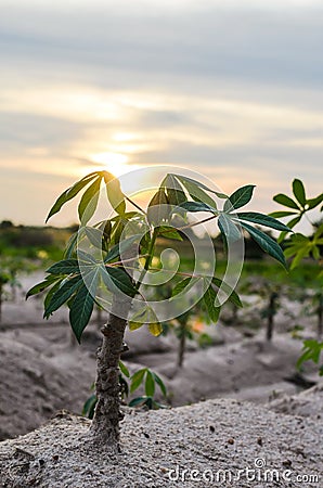 Cassava trees Stock Photo