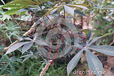 Cassava trees that grow in dry soil. Stock Photo