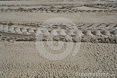 Cassava Stock Photo