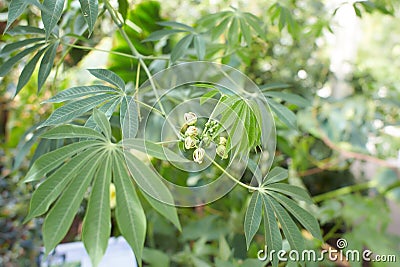 Cassava, Yuca, Mandioa, Manioc, Tapioca ,Sampou, Stock Photo