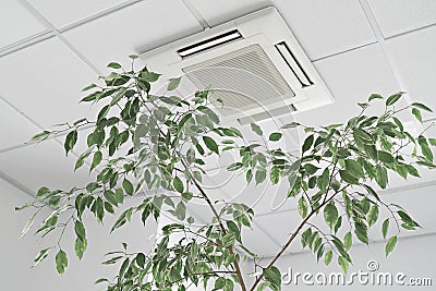 Closeup cassette Air Conditioner on ceiling in modern light office or apartment with green ficus plant leaves. Indoor Stock Photo
