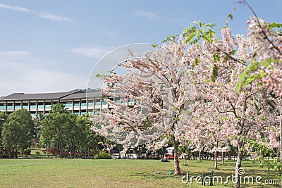 Cassia bakeriana tree Stock Photo
