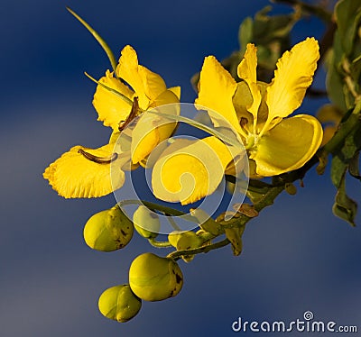 Cassia blooms Stock Photo