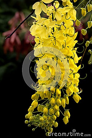 Cassia fistula flower Stock Photo