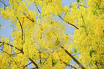 Cassia fistula flower Stock Photo