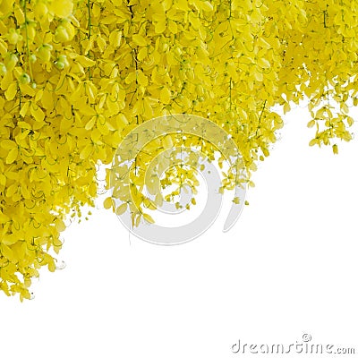 Cassia fistula flower Stock Photo