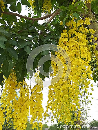 Cassia fistula flower Stock Photo