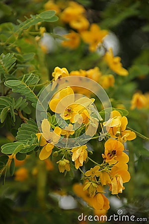 Cassia fistula Stock Photo
