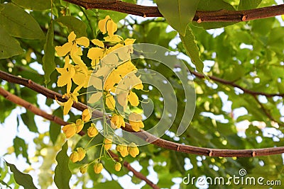 Cassia fistula.Golden Shower Tree Stock Photo