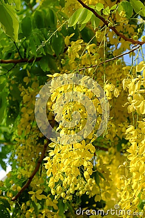 Cassia fistula tree, yellow flower Stock Photo