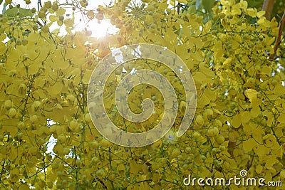 Cassia fistula in yellow bloom in summer Stock Photo