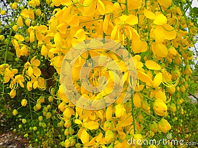 Cassia fistula Stock Photo