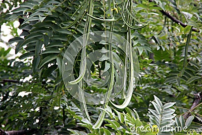 Cassia leptophylla, Gold medallion tree Stock Photo