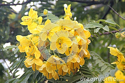Cassia leptophylla, Gold medallion tree Stock Photo