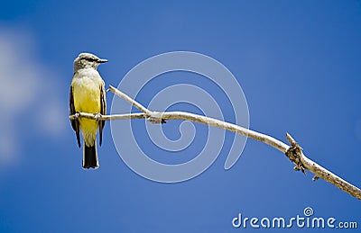 Cassin's Kingbird Stock Photo