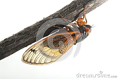 Cassin's periodical cicada, Brood X. Stock Photo