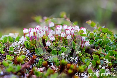 Cassiope hypnoides flowers, close-up view Stock Photo