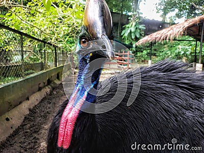 Cassowaries the most dangerous bird Stock Photo