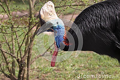 Cassowary Stock Photo