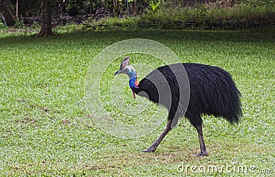 One Cassowary male, flightless bird Stock Photo