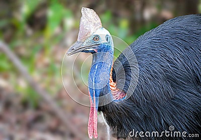 Cassowary mom crossing the road with her chicks in Daintree Rainforest Stock Photo