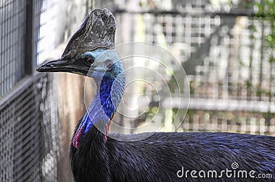 Cassowary or Vintage Ostrich in captivity Stock Photo