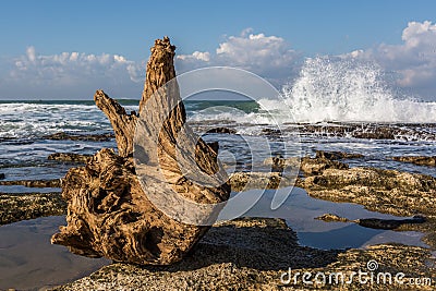 Cast away trunk Stock Photo