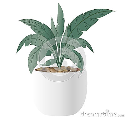 Cast-Iron Plant with pot Vector Illustration