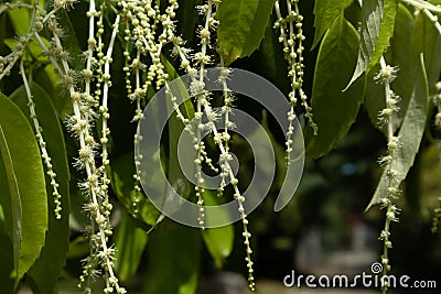 Castanopsis fissa Champ. ex Benth. Rehd. et Wils-Castanopsis chinensis Hance Stock Photo