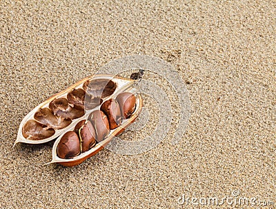 Castanospermum australe Stock Photo