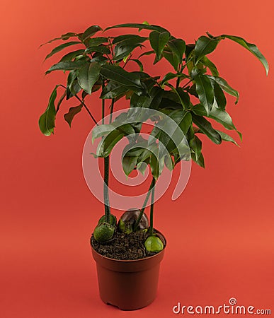 Castanospermum australe in pot with red background, top view Stock Photo