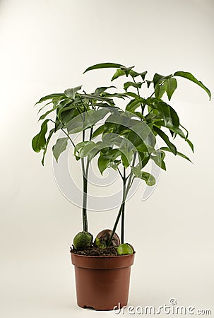 Castanospermum australe in pot with white background Stock Photo