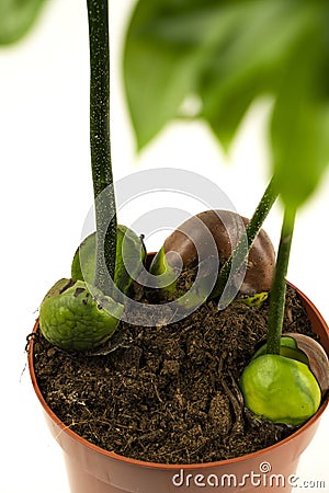 Castanospermum australe in pot with white background, top view Stock Photo